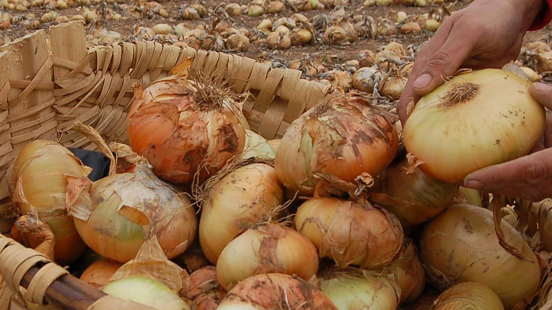 Alberto Requena Quecertina en un misterio milenario La Verdad